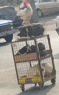 مرغ خروس برای قربانی