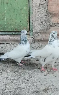 طوقی