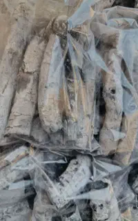 ذغال پسته