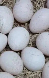 تخم بوقلمون نطفه دار