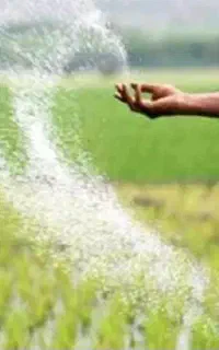 کودسفید شیمیایی دانه ریز