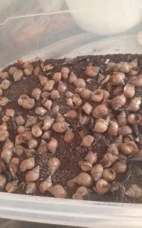 حلزون اچاتینا