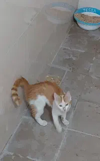 بچه گربه