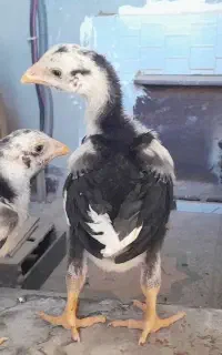 جوجه لاری اصیل تاج مهر