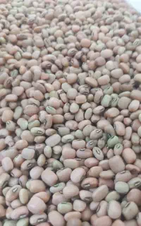 حبوبات لوبیا محلی سفید چیتی قرمز  نخود کنجد