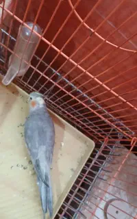 عروس هلندی ۱۰ماهه
