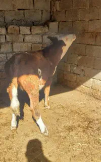 گوساله ماده شرابی اصل سیمینتال مخصوص نگهداری