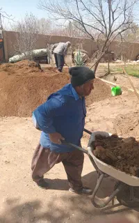 کود حیوانی