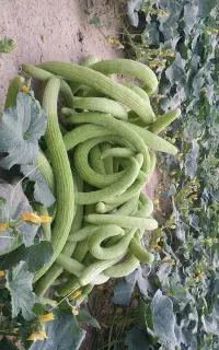 خیار چنبر ترد تازه