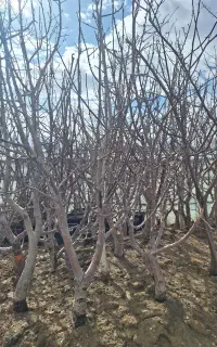 نهال و درخت گلابی درشت