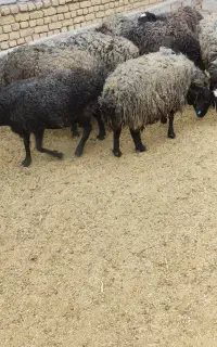 میش گوشتی