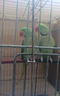شاه طوطی
