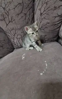 واگذاری بچه گربه