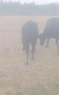گوساله تازه کل گرفته
