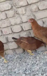 جوجه رسمی ۴ تا