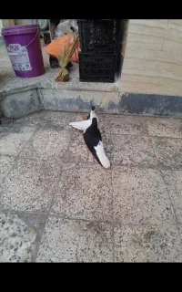 طوق سیاه بی کاکل گمشده