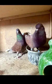 کفتر سرخ مریض