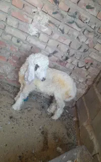بره