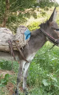 خر نر