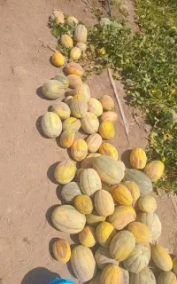 جانا گوسفندی