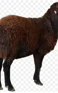 چوپان حرفه ای