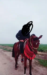 اسب مادیون
