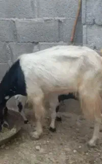 بز کهره دا ر