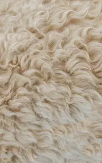 پشم گوسفندی