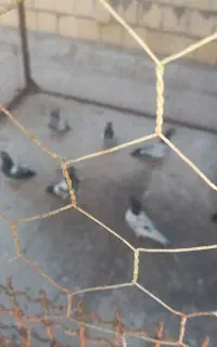 ۱۰عددجوجه  کبوترپاکستانی خوب