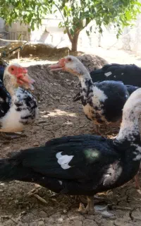 4عدد اردک اسرائیلی