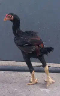 خروس لاری