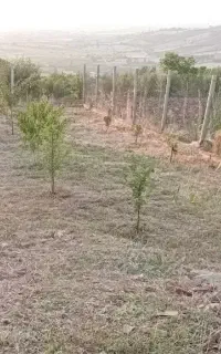 علفتراشی فنس کشی باغ