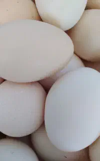 تخم مرغ کوردی