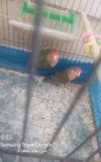 کوتوله برزیلی جفت