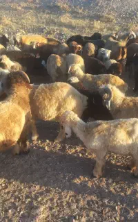 بره پرواری