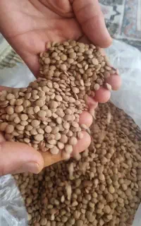 فروش عدس سفید خارجی