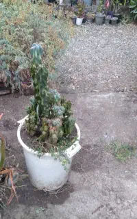 با سلام ۳ گلدان بزرگ کاکتوس صخره ایی نمایشگاهی