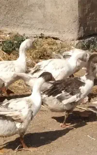 غاز