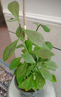 گل‌های طبیعی زیبا