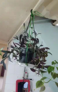 فروش گل با گلدون فقط ۱۵۰ تومن