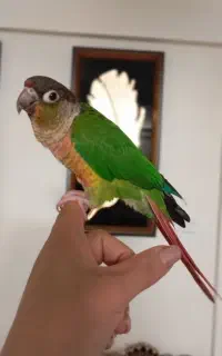 گرینچیک نر دو ساله
