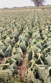 برگ قرمز