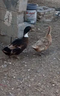 اردک محلی تخم گذار جفت باهم ۲ تومن