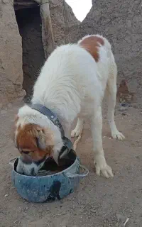 سگ نگهبان فروشی