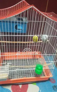 یک جفت مرغ عشق