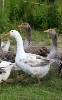 غاز دورگه درشت و سنگین وزن