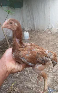3 تا نیمچه مرغ لاری 2ماهه پدر و مادر دار