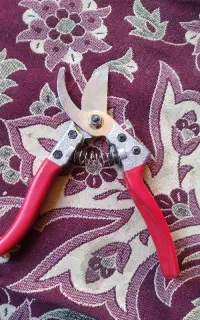 قیچی حرس درخت