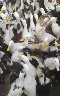 هزار عدد اردک