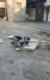 کفتر تهرانی